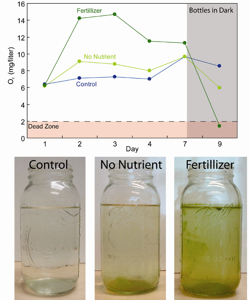 Algea